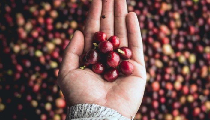Kaffee-Kirschen-Espresso-Organic Kaffee-Kirschen-Espresso-Organic